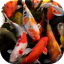 Koi Live Wallpaper 4.7