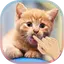 Magic Touch Cat Live WallPaper 2.1