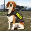 Police Dog Simulator