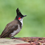 bird sounds from Thailand 1.9