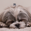 Dog Breeds: Dogs barking sounds, identification, whisperer, emotional free 1.0