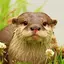 The Otter 1.1.5