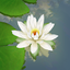 3D Lotus Pond Live Wallpaper 3.3