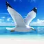 The Seagull 1.1.4