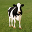Moo - Cow Sounds 1.0.1