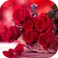 Roses Flower Wallpapers HD 1.0.6