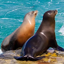The Sea Lion 1.1.4