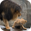 Lion Video Live Wallpaper 5.0