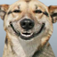 Funny Doge 2.0