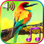 Birds Sound Ringtones 1.5
