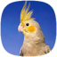 Calopsita Assobios para Treino 2.1.4