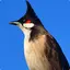 Red-whiskered bulbul 18.0.0