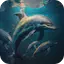 Dolphins Video Live Wallpaper 3.0