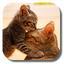 So Cute Cat Live Wallpaper 1.2