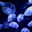 Jellyfish Live Wallpaper 1.1.0