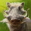 The Warthog 1.1.9