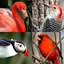 Bird World - Famous Birds Quiz 1.1