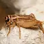 Crickets Sounds 36.0.0