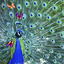 3D Peacock Live Wallpaper 2024 191.GG