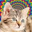 Cat Hypnotizer 2.1.3