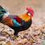 Red junglefowl 1.7