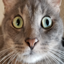 Kitter: Live Cat Pics 1.02