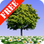 Summer Trees Free 1.20