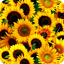 Flower Images, Flower Wallpape 1.1