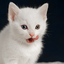 Cat Live Wallpaper 1.1.0
