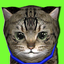 Kitty lovely Virtual Pet 0.1.0