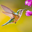 The Hummingbird 1.1.7