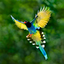 Bird Guide - Offline bird identification app 1.0