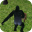Wild Gorilla Sim 1.0
