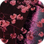 Japanese Sakura Garden Video W 5.0