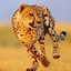 Cheetah Run 1.2.1
