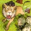 The wildcraft animal jam cat 1 1.1