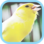 Masteran Kicau Burung Kenari 16.0