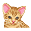 Ocicat Virtual Pet 1.7.0