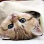 Kittens live wallpaper 4.0