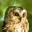 Owl Sounds 3.0.0