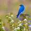 3D Bird Ringtones & Sounds 1.0