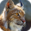 Bobcat Sounds 2.0