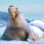 The Seal Elephant 1.1.6