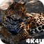 4K Jaguar Live Wallpaper 2.04