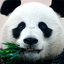 Panda Wallpapers 10.21.panda