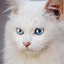 Talking Burmese Cat 1.1.8