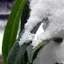 Settling Snow Live Wallpaper 1.0.1