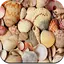 HD Seashell Wallpaper 1.13