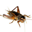 Bad Joke Crickets Sound 5.1