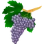 Grape varieties 80.91.30